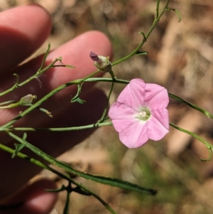 Convolvulus angustissimus subsp. angustissimus (Australian Bindweed) at Tootool, NSW by Darcy