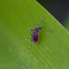 Aedes sp. (genus) (Mosquito) at Hornsby Heights, NSW - 18 Mar 2023 by KorinneM