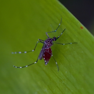 Aedes sp. (genus) at Hornsby Heights, NSW - suppressed