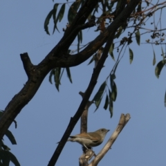 Pachycephala pectoralis (Golden Whistler) at Bruce, ACT - 18 Mar 2023 by JohnGiacon