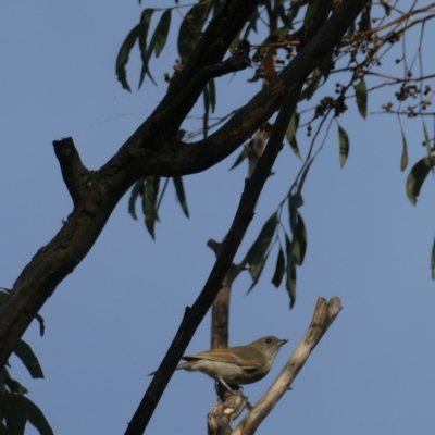 Pachycephala pectoralis (Golden Whistler) at Bruce, ACT - 19 Mar 2023 by JohnGiacon
