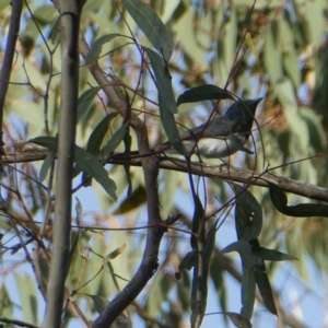 Myiagra rubecula at Bruce, ACT - 19 Mar 2023