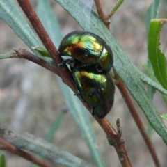 Callidemum hypochalceum (Hop-bush leaf beetle) at Bruce, ACT - 18 Mar 2023 by JohnGiacon