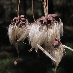 Clematis leptophylla at Macgregor, ACT - 12 Mar 2023 11:45 AM