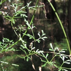 Clematis leptophylla at Macgregor, ACT - 12 Mar 2023