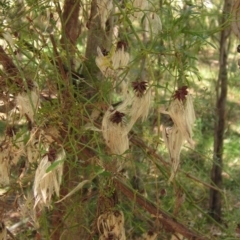 Clematis leptophylla at Macgregor, ACT - 12 Mar 2023 11:45 AM