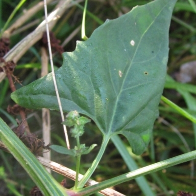 Atriplex prostrata (Hastate Orache) at Latham, ACT - 17 Mar 2023 by pinnaCLE