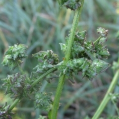 Atriplex prostrata at Latham, ACT - 18 Mar 2023