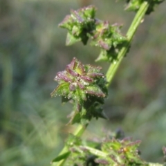 Atriplex prostrata at Latham, ACT - 18 Mar 2023