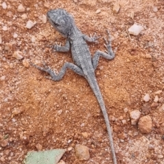 Amphibolurus muricatus (Jacky Lizard) at Rendezvous Creek, ACT - 19 Mar 2023 by ChrisHolder