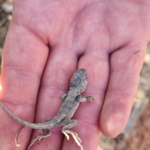 Amphibolurus muricatus at Rendezvous Creek, ACT - 19 Mar 2023