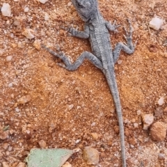 Amphibolurus muricatus at Rendezvous Creek, ACT - 19 Mar 2023 09:37 AM