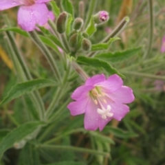 Epilobium hirsutum (Great Willowherb) at Melba, ACT - 22 Jan 2023 by pinnaCLE