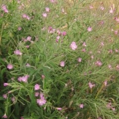 Epilobium hirsutum at Melba, ACT - 22 Jan 2023 03:09 PM