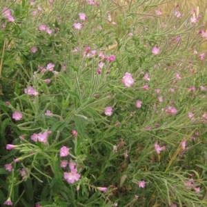 Epilobium hirsutum at Melba, ACT - 22 Jan 2023