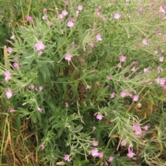 Epilobium hirsutum at Melba, ACT - 22 Jan 2023