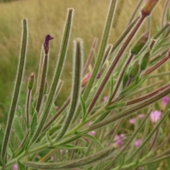 Epilobium hirsutum at Melba, ACT - 22 Jan 2023