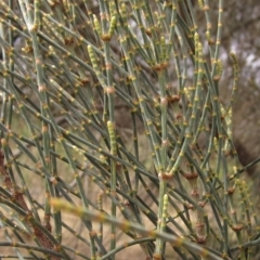 Allocasuarina verticillata (Drooping Sheoak) at Weetangera, ACT - 13 Mar 2023 by pinnaCLE