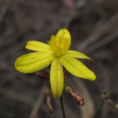 Tricoryne elatior (Yellow Rush Lily) at Weetangera, ACT - 13 Mar 2023 by pinnaCLE