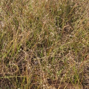 Eragrostis brownii at Weetangera, ACT - 13 Mar 2023