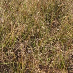 Eragrostis brownii (Common Love Grass) at Weetangera, ACT - 13 Mar 2023 by pinnaCLE