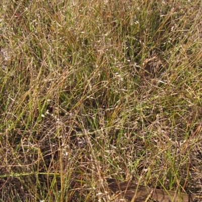Eragrostis brownii (Common Love Grass) at The Pinnacle - 13 Mar 2023 by pinnaCLE