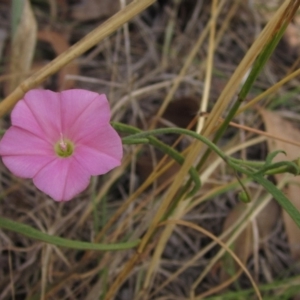 Convolvulus angustissimus subsp. angustissimus at Weetangera, ACT - 13 Mar 2023