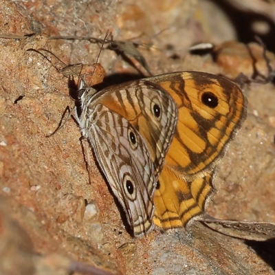 Geitoneura acantha (Ringed Xenica) at Felltimber Creek NCR - 18 Mar 2023 by KylieWaldon