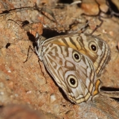 Geitoneura acantha at West Wodonga, VIC - 18 Mar 2023