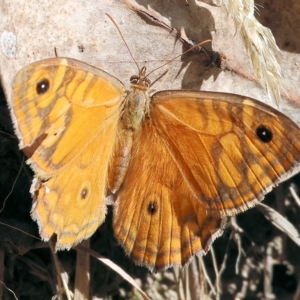 Geitoneura acantha at West Wodonga, VIC - 18 Mar 2023 12:12 PM