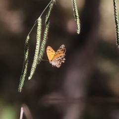 Geitoneura acantha at West Wodonga, VIC - 18 Mar 2023
