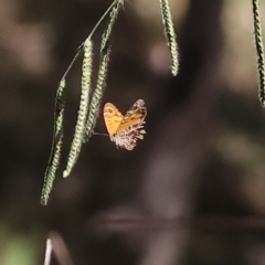 Geitoneura acantha at West Wodonga, VIC - 18 Mar 2023 12:12 PM