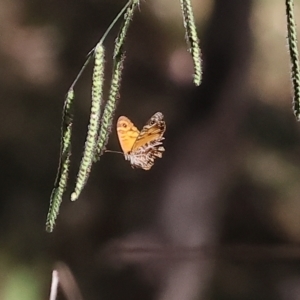 Geitoneura acantha at West Wodonga, VIC - 18 Mar 2023