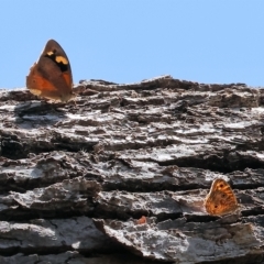 Geitoneura acantha at West Wodonga, VIC - 18 Mar 2023 12:12 PM