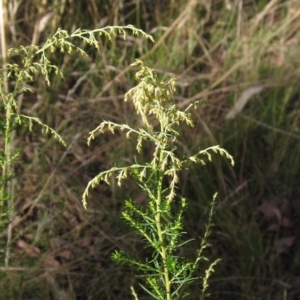 Cassinia sifton at Weetangera, ACT - 13 Mar 2023