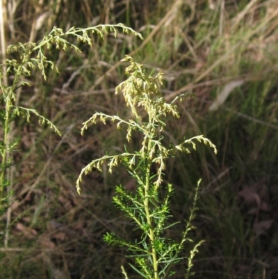 Cassinia sifton (Sifton Bush, Chinese Shrub) at The Pinnacle - 13 Mar 2023 by pinnaCLE