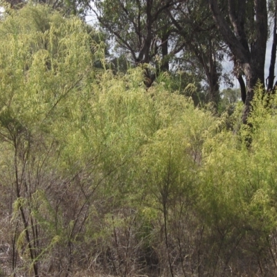 Cassinia sifton (Sifton Bush, Chinese Shrub) at Cook, ACT - 13 Mar 2023 by pinnaCLE