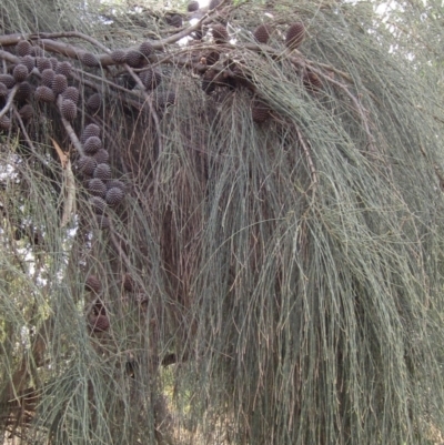 Allocasuarina verticillata (Drooping Sheoak) at Cook, ACT - 13 Mar 2023 by pinnaCLE