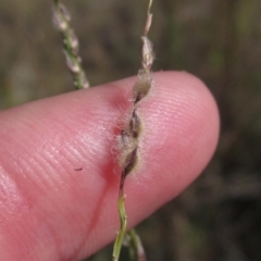 Digitaria brownii (Cotton Panic Grass) at Weetangera, ACT - 13 Mar 2023 by pinnaCLE