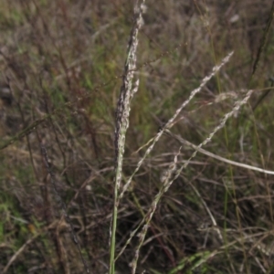 Digitaria brownii at Weetangera, ACT - 13 Mar 2023