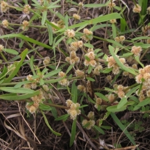 Alternanthera denticulata at Weetangera, ACT - 13 Mar 2023