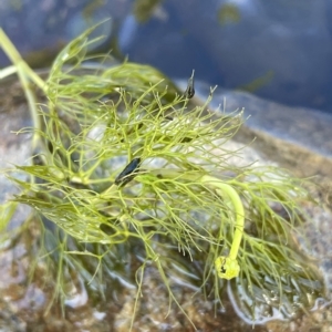 Ranunculus trichophyllus at Brindabella, NSW - 18 Mar 2023