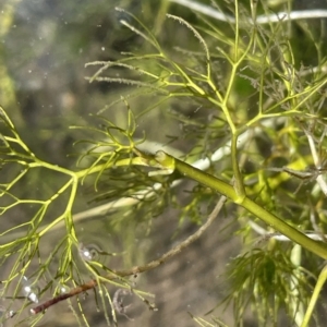 Ranunculus trichophyllus at Brindabella, NSW - 18 Mar 2023