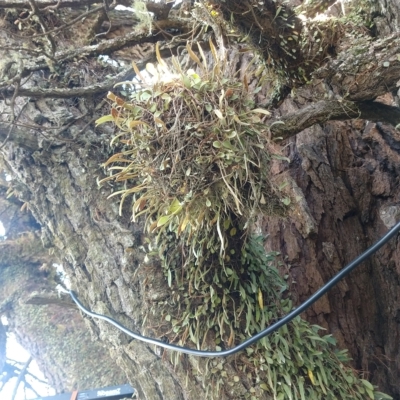 Pyrrosia rupestris (Rock Felt Fern) at Majors Creek, NSW - 19 Mar 2023 by LyndalT