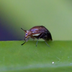 Steganopsis melanogaster (A lauxaniid fly) at Hornsby Heights, NSW - 18 Mar 2023 by KorinneM