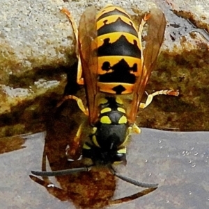 Vespula germanica at Crooked Corner, NSW - 4 Mar 2023