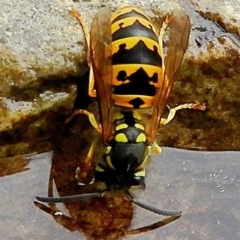 Vespula germanica (European wasp) at Crooked Corner, NSW - 4 Mar 2023 by Milly