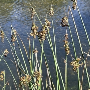 Schoenoplectus tabernaemontani at Brindabella, NSW - 18 Mar 2023