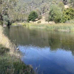 Schoenoplectus validus at Brindabella, NSW - 18 Mar 2023