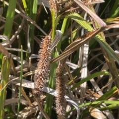 Carex fascicularis (Tassel Sedge) at Brindabella, NSW - 18 Mar 2023 by JaneR